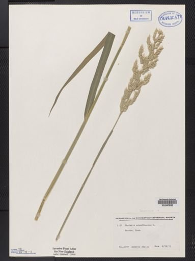 Phalaris arundinacea