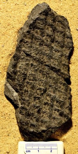 Lepidodendron sp.