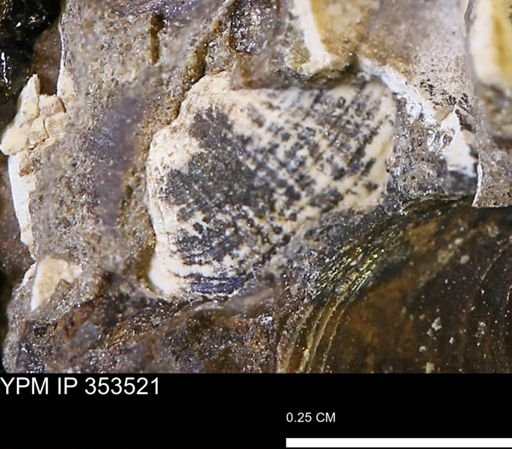 Parallelodon?