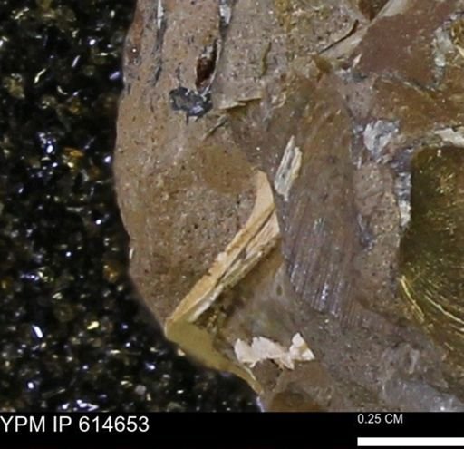 undet. Bivalvia