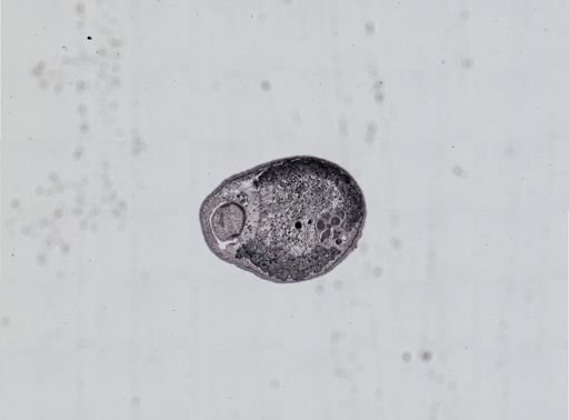 Plagiostomum cinctum