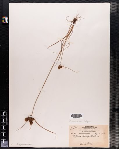 Cyperus retrorsus