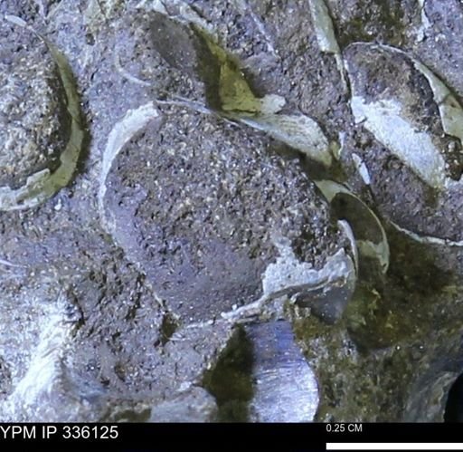 undet. Bivalvia