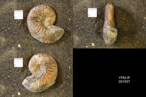 Hoploscaphites comprimus