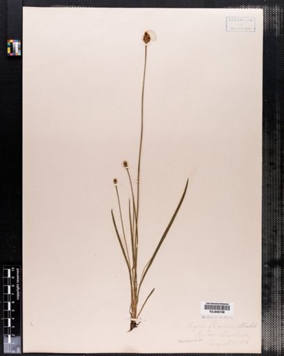 Xyris flexuosa