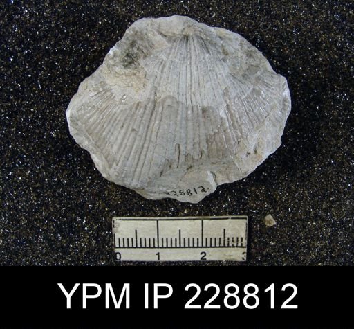 Neospirifer sp.