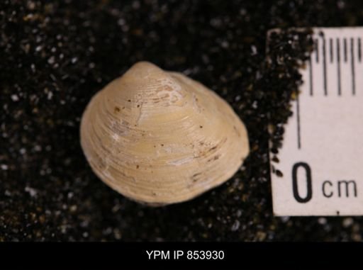 Limopsis striatopunctatus