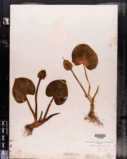 Calla palustris