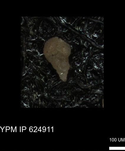 undet. Heterohelicidae