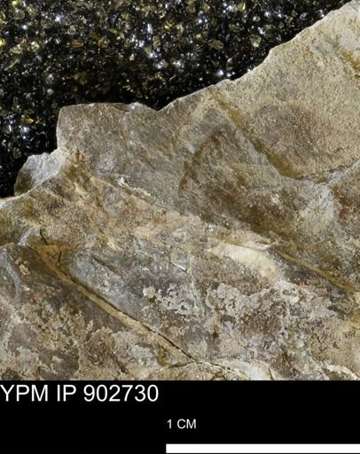 Baculites sp.