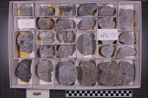 mixed taxa, stratigraphic collection