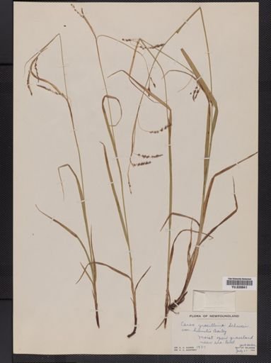 Carex gracillima