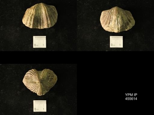 Platystrophia acutilirata senex