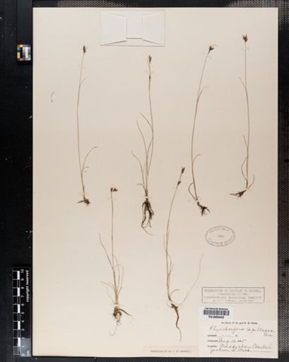 Rhynchospora capillacea
