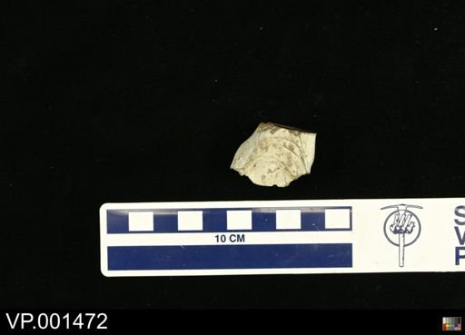Hesperornis regalis