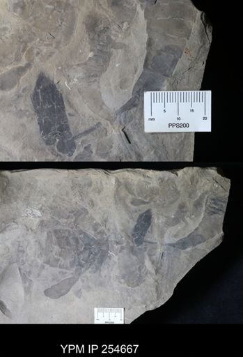 Eurypterus remipes