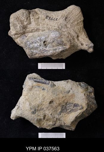 Pacifastacus chenoderma