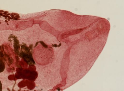 Prosthogonimus macrorchis