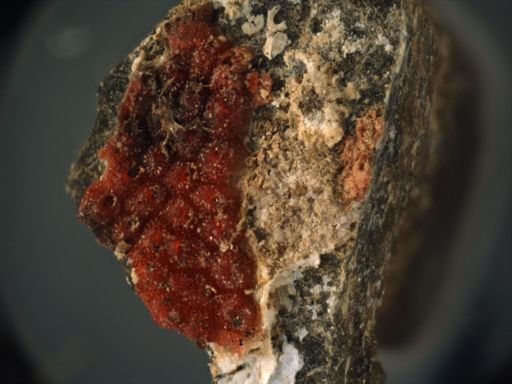 Hippopleurifera mucronata