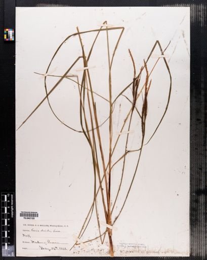 Carex stricta