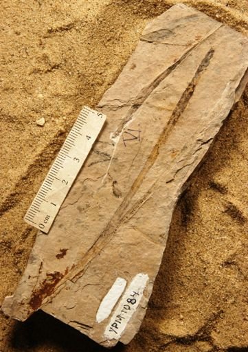 Baierophyllites florinii