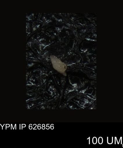 undet. Foraminiferida