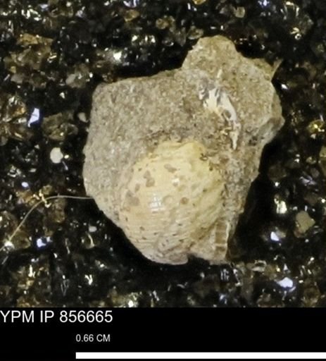 Oligoptycha concinna
