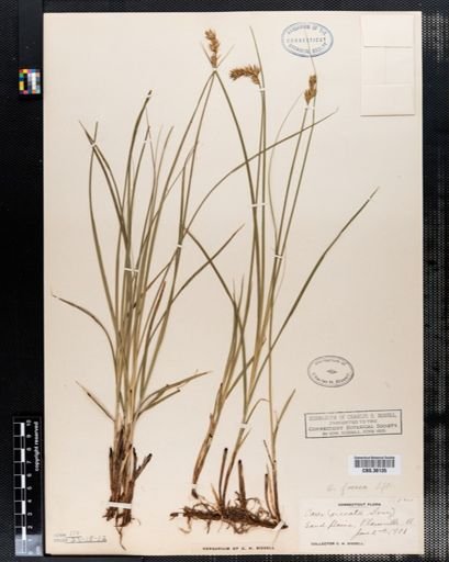 Carex foenea