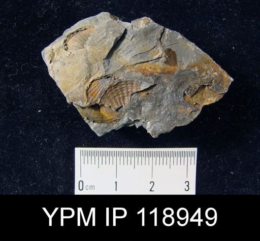 Anoplotheca hemispherica