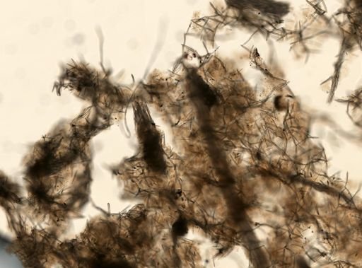 Niphates lunisimilis