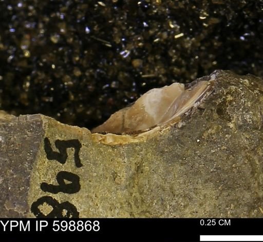 undet. Mollusca