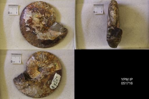 Hoploscaphites nicolletii