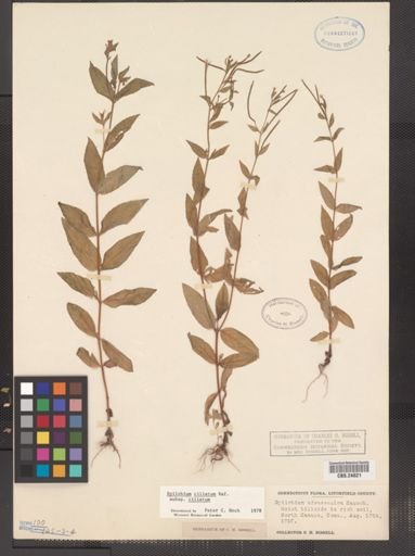 Epilobium ciliatum