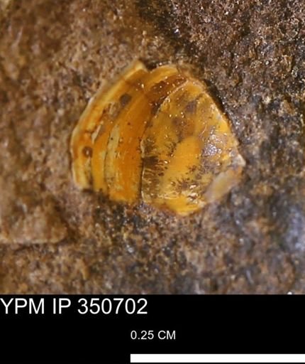undet. Bivalvia