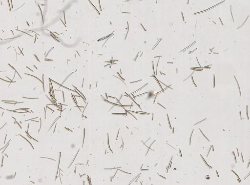Ptilocaulis walpersii