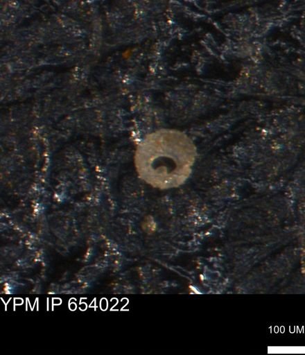 Clathrocyclas (Clathrocyclas) irrasa