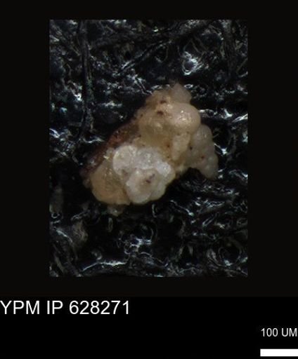 undet. Foraminiferida
