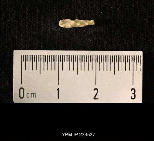 Archaeocidaris sp.