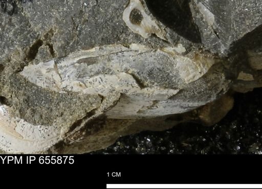 undet. Bivalvia