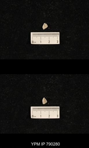 Hustedia huecoensis