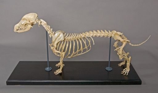 Canis familiaris