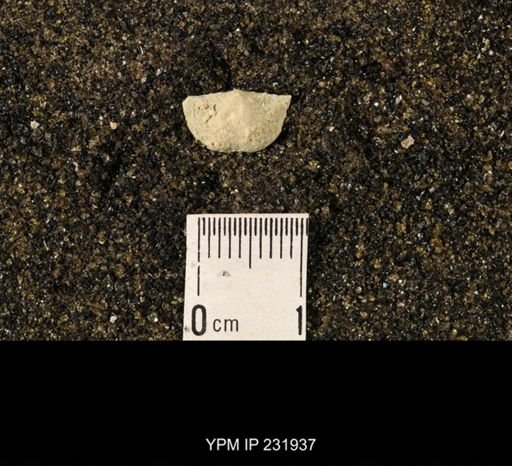 Chonetina flemingi