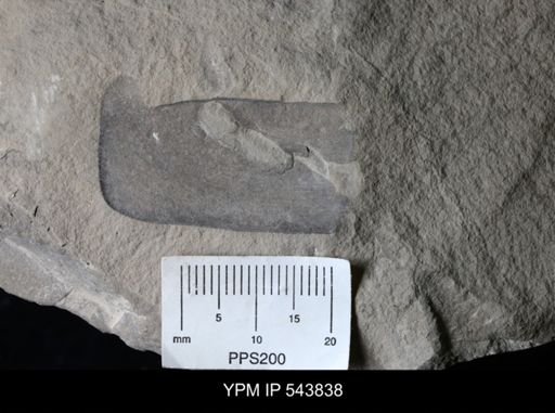 undet. Eurypterida