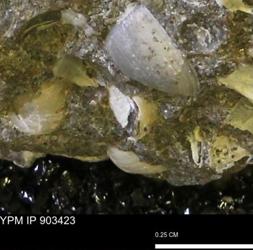Corbulamella?