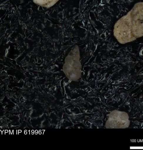 undet. Heterohelicidae