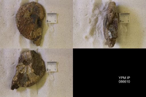 undet. Scaphitidae