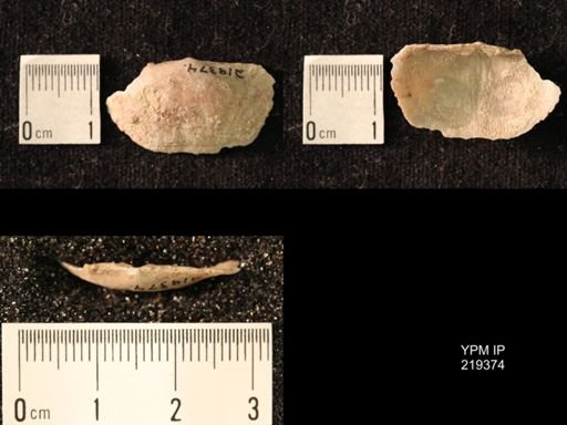 Chonetes granulifer