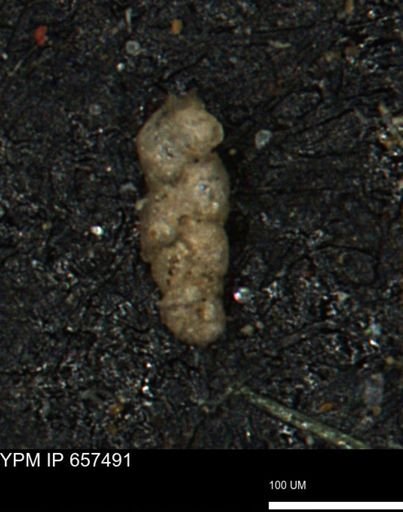 Ammobaculoides phaulus