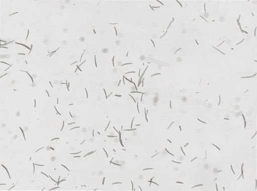 Clathria originalis