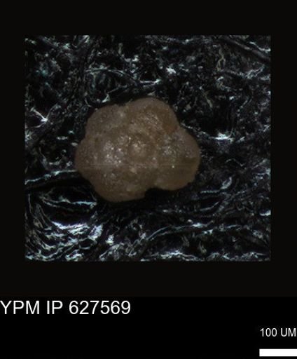 undet. Foraminiferida